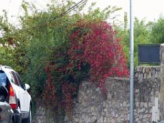 183 HYERES ET SES PALMIERS D14_000006